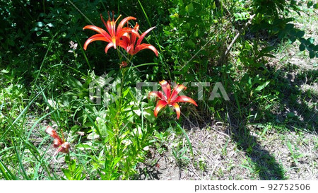 red flower of the Asiatic lily 92752506