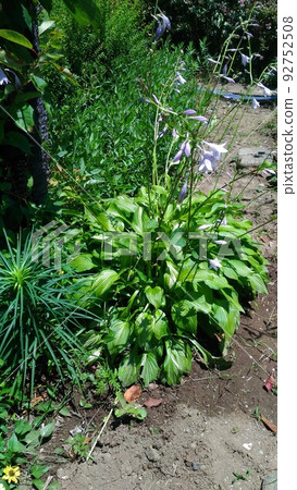 Giboshi淺紫色的花朵已經開始開花 92752508