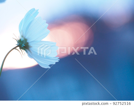 Cosmos flowers in the morning sun 92752516