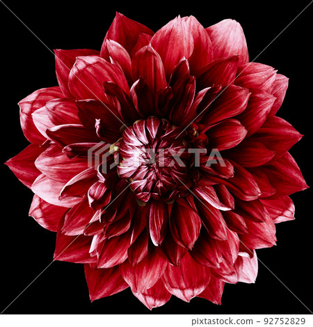 red dahlia. Flower on the black isolated background with clipping path. For design. Closeup. Nature. red dahlia. Flower on the black isolated background with clipping path. For design. Closeup. Nature. 92752829