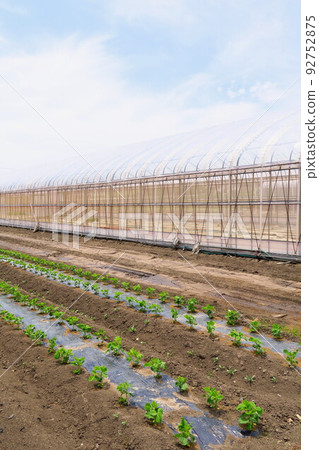 初夏郊區的綠豆田和農舍 92752875