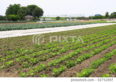 初夏郊外毛豆田風光 92752897