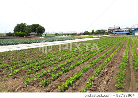 Edamame field scenery in the suburbs of early summer 92752904