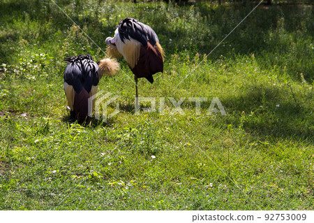 Two grey crowned crane (Balearica Regulorum) 92753009