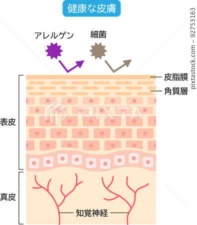 健康皮膚皮膚細胞和橫截面 健康皮膚皮膚細胞和橫截面 92753163