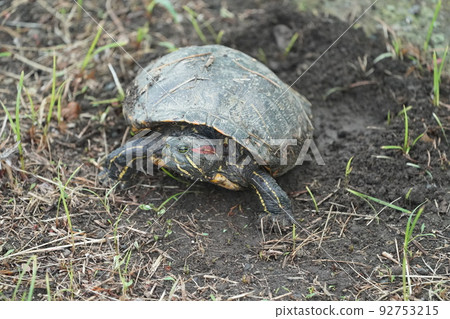 Mississippi Pond slider Mississippi Pond slider 92753215