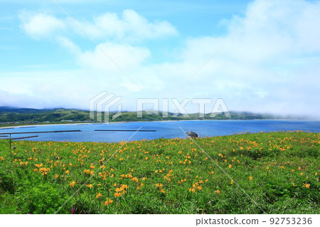 在禮文機場附近的殖民地生長的蝦夷黃花菜 92753236