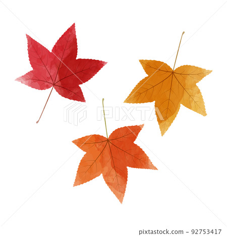 水彩風格的楓葉插圖 92753417