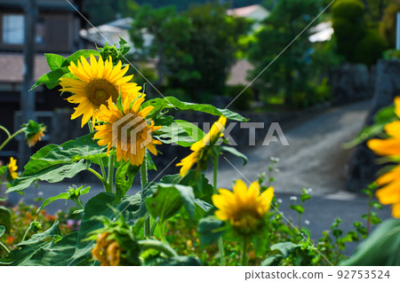 Sunflowers in Yagurasawa Summer in the village 92753524