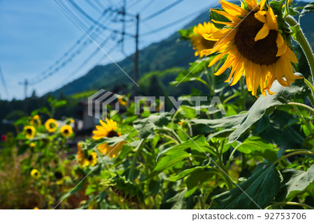 矢倉澤的向日葵 92753706