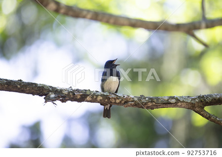 奧里 奧里 92753716