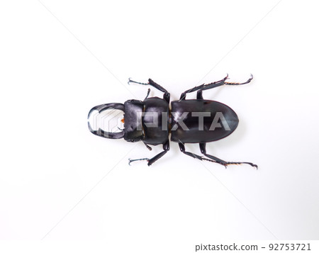 Stag beetle Stag beetle 92753721