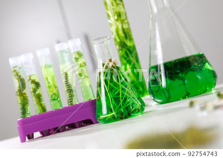 research and Biotech science Scientists are developing research on algae. Bio-energy, biofuel, energy research 92754743