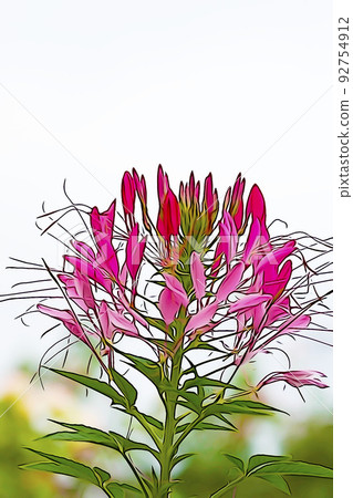 Pastel style ``Purple lily in full bloom'' Illustration image Pastel style ``Purple lily in full bloom'' Illustration image 92754912