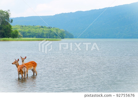 Wild deer at Lake Akan 92755676