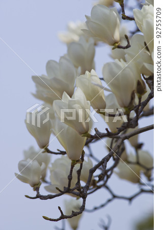 White flowers of Yulan magnolia are in bloom under the blue sky. The scientific name is Magnolia de nudata. White flowers of Yulan magnolia are in bloom under the blue sky. The scientific name is Magnolia de nudata. 92755709