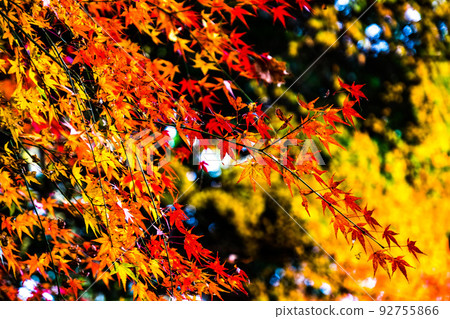 Autumn leaves 92755866