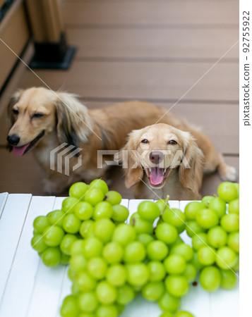 Kaninhen Ducks Shine Muscat Grapes 92755922