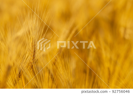 Yellow agriculture field with ripe wheat golden sunset 92756046