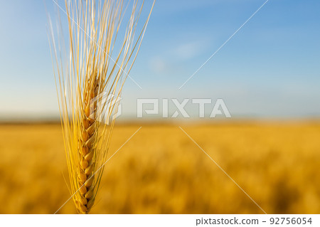 Yellow agriculture field with ripe wheat and blue sky 92756054