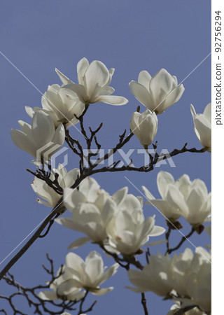 White flowers of Yulan magnolia are in bloom under the blue sky. The scientific name is Magnolia de nudata. 92756294