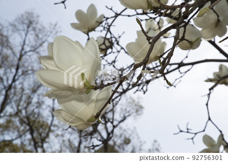 White flowers of Yulan magnolia are in bloom under the blue sky. The scientific name is Magnolia de nudata. White flowers of Yulan magnolia are in bloom under the blue sky. The scientific name is Magnolia de nudata. 92756301