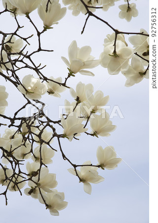 White flowers of Yulan magnolia are in bloom under the blue sky. The scientific name is Magnolia de nudata. 92756312
