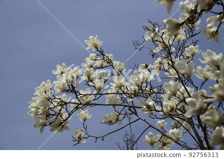 White flowers of Yulan magnolia are in bloom under the blue sky. The scientific name is Magnolia de nudata. White flowers of Yulan magnolia are in bloom under the blue sky. The scientific name is Magnolia de nudata. 92756313