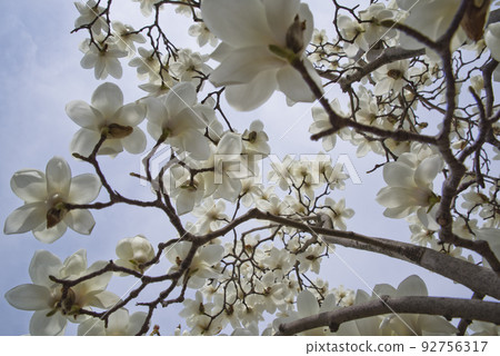 White flowers of Yulan magnolia are in bloom under the blue sky. The scientific name is Magnolia de nudata. White flowers of Yulan magnolia are in bloom under the blue sky. The scientific name is Magnolia de nudata. 92756317