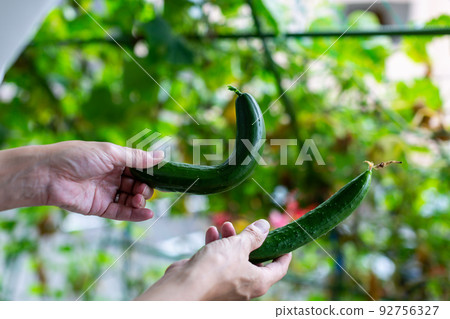Cucumber Harvest 92756327