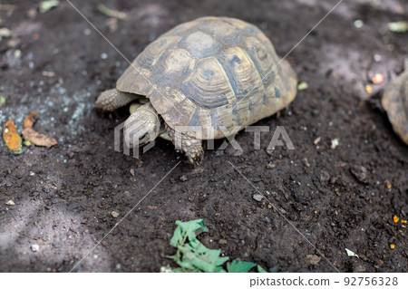 African spurred tortoise and Hermann tortoise 92756328