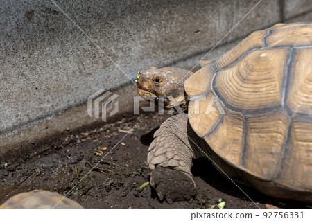 非洲刺龜和赫爾曼龜 非洲刺龜和赫爾曼龜 92756331