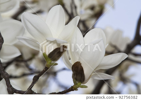 The white flowers of Yulan magnolia are in bloom. The scientific name is Magnolia de nudata. The white flowers of Yulan magnolia are in bloom. The scientific name is Magnolia de nudata. 92756382