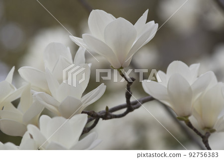 The white flowers of Yulan magnolia are in bloom. The scientific name is Magnolia de nudata. The white flowers of Yulan magnolia are in bloom. The scientific name is Magnolia de nudata. 92756383
