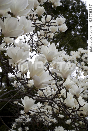 玉蘭玉蘭白花盛開。學名是 Magnolia de nudata。 玉蘭玉蘭白花盛開。學名是 Magnolia de nudata。 92756387