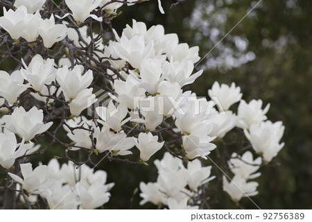 The white flowers of Yulan magnolia are in bloom. The scientific name is Magnolia de nudata. The white flowers of Yulan magnolia are in bloom. The scientific name is Magnolia de nudata. 92756389