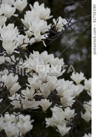 The white flowers of Yulan magnolia are in bloom. The scientific name is Magnolia de nudata. The white flowers of Yulan magnolia are in bloom. The scientific name is Magnolia de nudata. 92756390