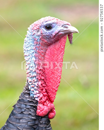 Closeup portrait of a turkey 92756537