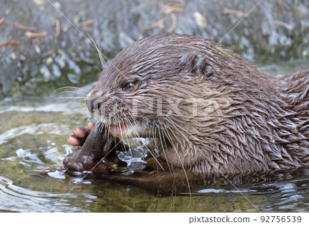 Otter eating fish in the water Otter eating fish in the water 92756539