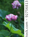 A lotus 92756813