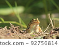 Tonosama frog 92756814