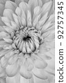Black and white macro photo of dahlia 92757345