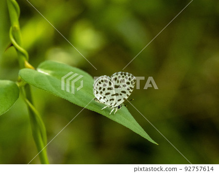 A butterfly perched on a leaf A butterfly perched on a leaf 92757614