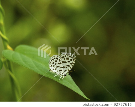 一隻蝴蝶棲息在一片葉子上 92757615