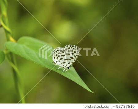 一隻蝴蝶棲息在一片葉子上 92757616
