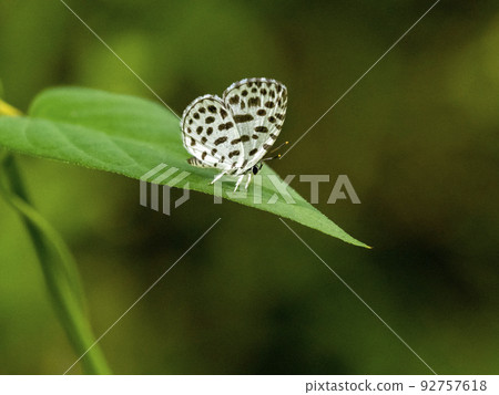 A butterfly perched on a leaf A butterfly perched on a leaf 92757618