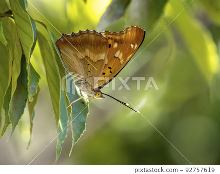 Purple violet butterfly perching on a leaf Purple violet butterfly perching on a leaf 92757619