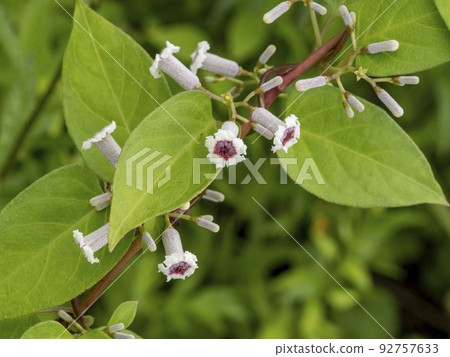 Hexokazura flowers Hexokazura flowers 92757633