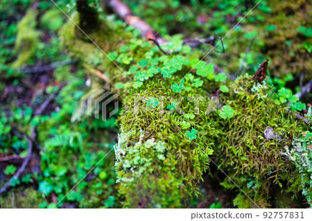 Yatsugatake的青苔 Yatsugatake的青苔 92757831