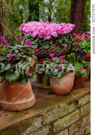 Ceramic flower pots with blooming pink potted Cyclamen plants in garden 92757970